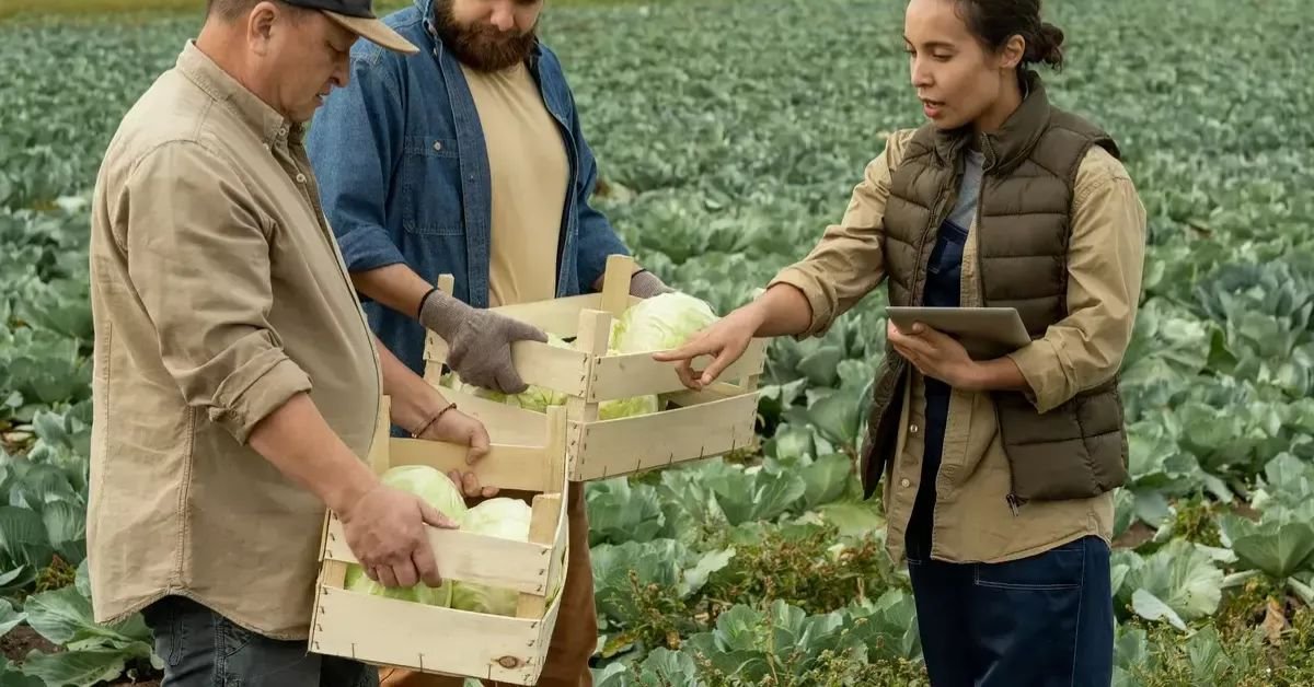 Vegetable Packer Jobs in Canada